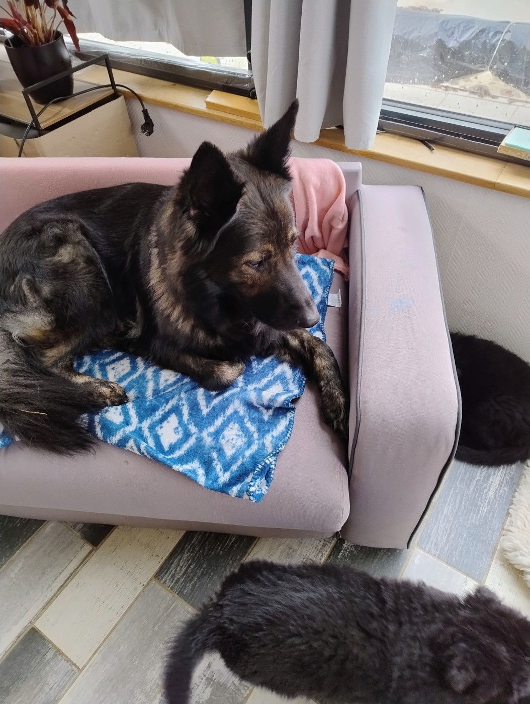 Roxy des orckis de l'adret