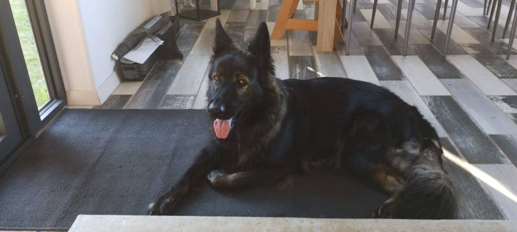 Roxy des orckis de l'adret