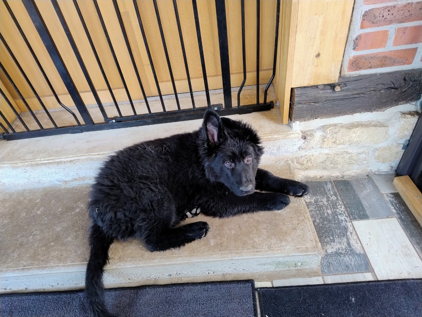 Du Domaine Du Haut Du Fay - Chiots disponibles - Berger Allemand