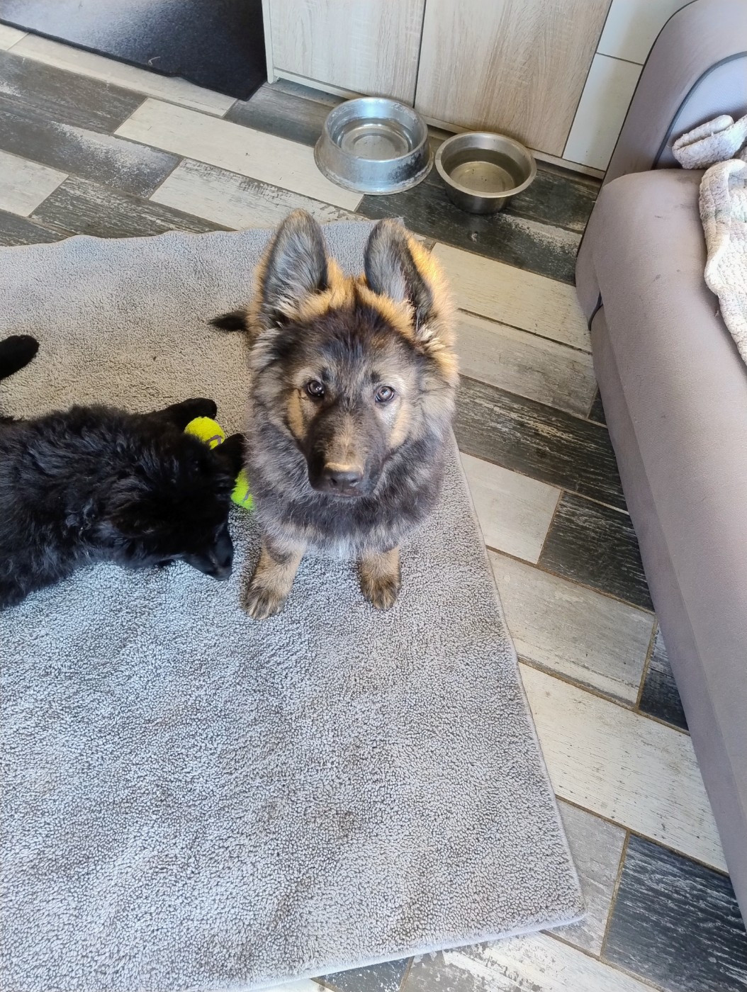 Du Domaine Du Haut Du Fay - Berger Allemand - Portée née le 06/10/2025