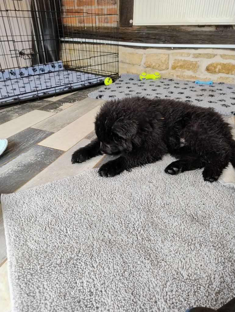 Du Domaine Du Haut Du Fay - Chiots disponibles - Berger Allemand Poil Long