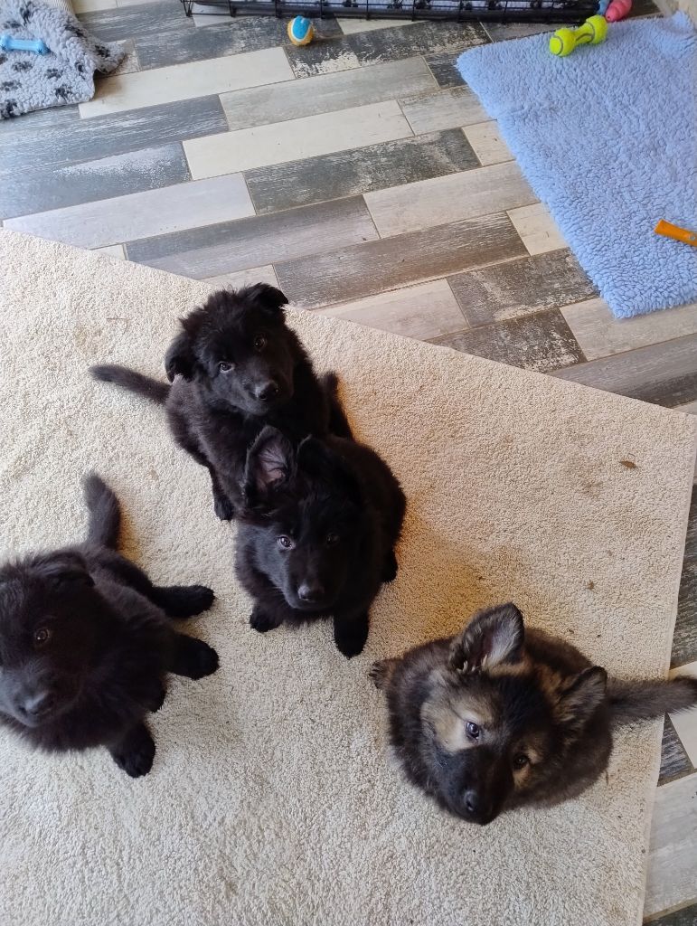 Du Domaine Du Haut Du Fay - Berger Allemand Poil Long - Portée née le 06/10/2025