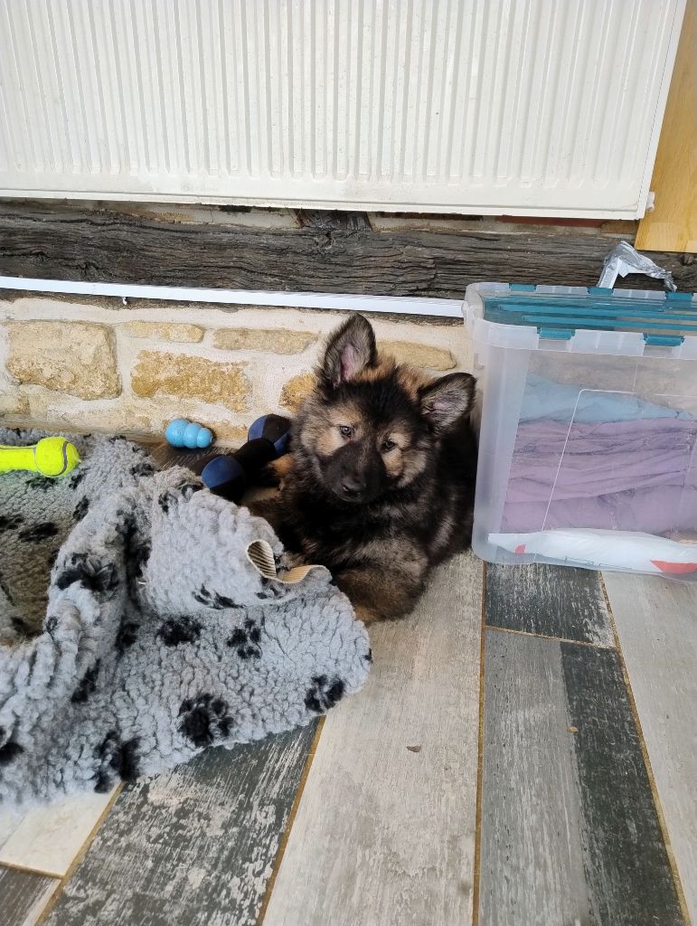 Du Domaine Du Haut Du Fay - Chiots disponibles - Berger Allemand Poil Long