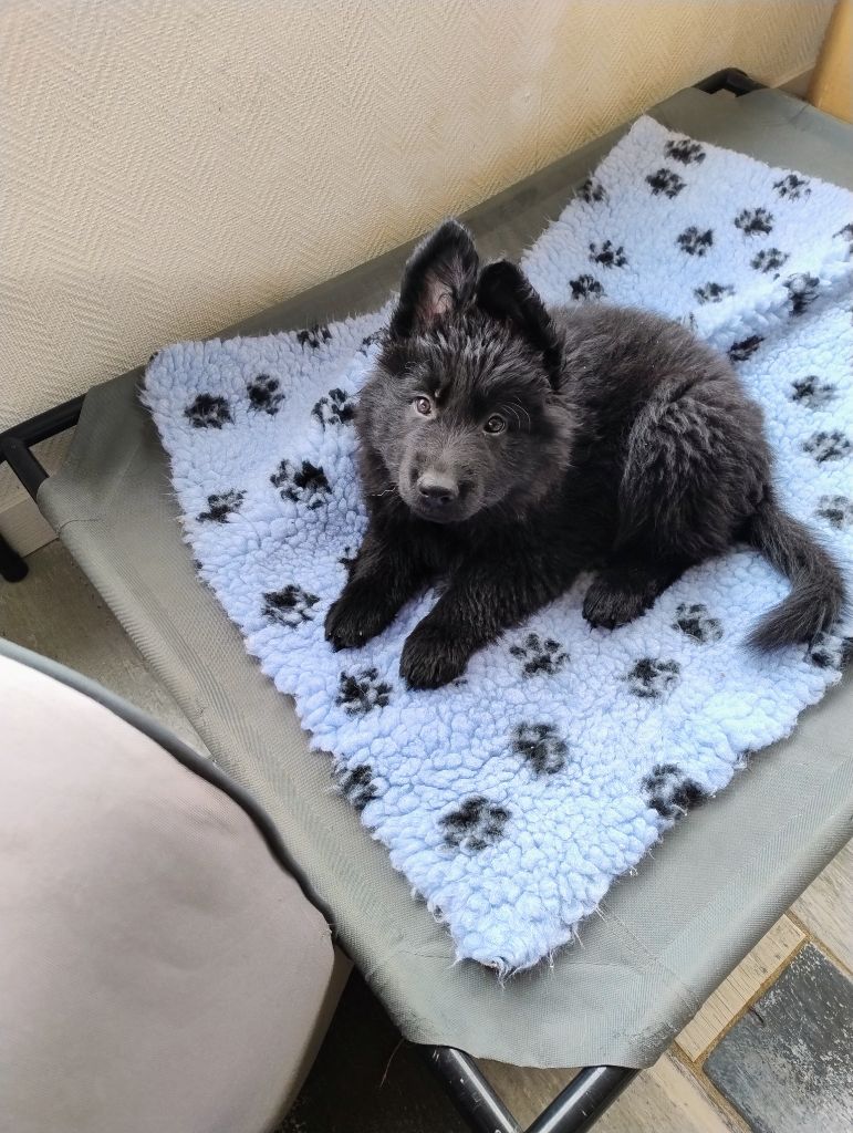 Du Domaine Du Haut Du Fay - Chiots disponibles - Berger Allemand Poil Long