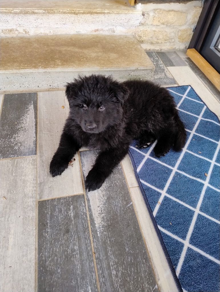 Du Domaine Du Haut Du Fay - Chiots disponibles - Berger Allemand Poil Long